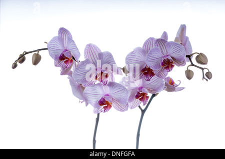 Bella orchid steli con spazio. shot orizzontale su uno sfondo bianco. studio shot Foto Stock