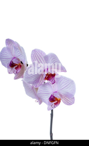 Bella viola fiori di orchidea su sfondo bianco. studio shot Foto Stock