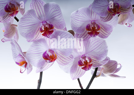 Bella viola fiori di orchidea. shot orizzontale su uno sfondo bianco. studio shot Foto Stock