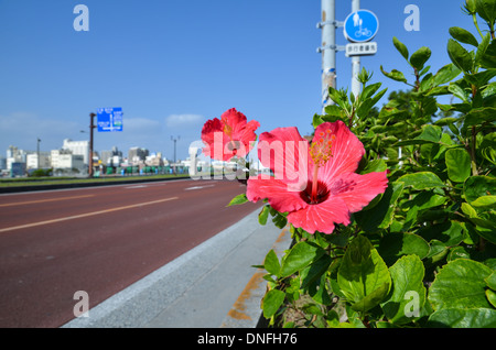 Hibiscus a lato strada al ponte di Meiji in Naha all'isola giapponese Okinawa Foto Stock