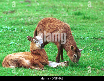 Agnello, pecora, pecore, Ovis aries, sono quadrupedal, mammiferi ruminanti bestiame, Artiodactyla anche-toed ungulati, Ram e pecora, Foto Stock