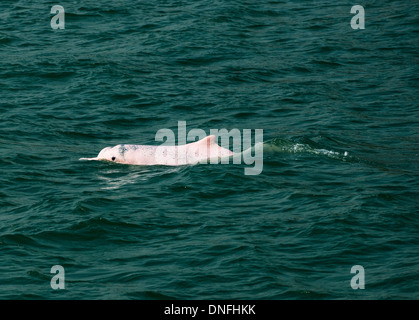 Gli splendidi delfini bianchi cinesi nuotano in mare aperto a nord dell'isola di Lantau a Hong Kong. Foto Stock