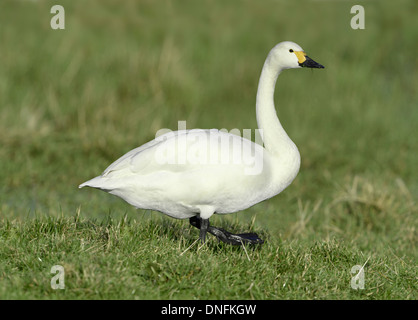 Bewick's Swan Cygnus columbianus Foto Stock