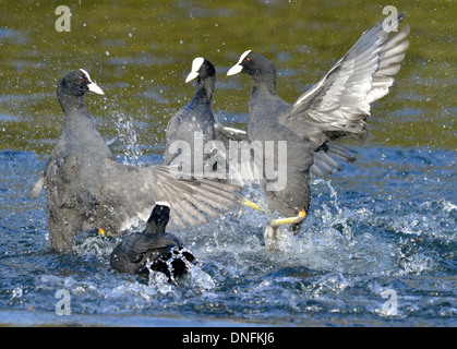 La folaga - fulica atra - uccelli adulti litigando Foto Stock
