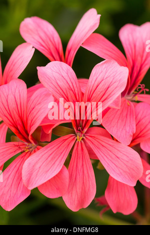 Pelargonium peltatum, nomi comuni ivy-foglia di geranio e cascata di geranio // Pelargonium peltatum, ou géranium des Balcons Foto Stock