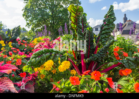 Rosso-derivava bietole, Beta vulgaris e Impatiens in un letto di fiori // Bette à cardes rouges, Beta vulgaris, et impatiences Foto Stock