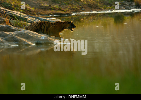 Tiger vicino a un roccioso foro di acqua in Ranthambhore national park Foto Stock