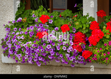 Gerani (Pelargonium) e nelle petunie nella finestra casella // jardinière avec surfinias (Petunia surfinia) et pélargonium Foto Stock