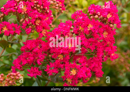 Lagerstroemia indica (mirto di crespo, crepe di mirto) // Lilas Des Indes (Lagerstroemia indica) Foto Stock