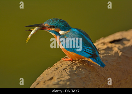 Kingfisher comune con un pesce in Ranthambhore national park, India Foto Stock