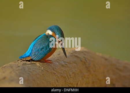 Common Kingfisher appollaiato vicino a un lago in Ranthambhore national park, India Foto Stock