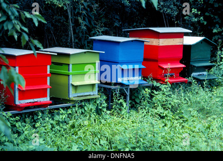 Vivacemente dipinte di rosso, il blu e il verde degli alveari in legno sono mantenute su una azienda svizzera a casa le api che producono il miele e impollinare le colture vicine. Foto Stock