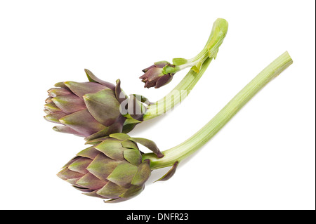 Carciofi freschi isolato su bianco Foto Stock