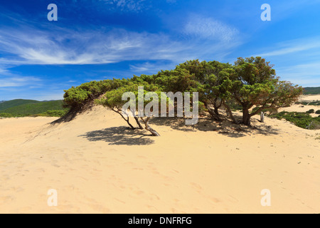 Dune di Piscinas con albero in Costa Verde, a sud-ovest della Sardegna, Italia Foto Stock