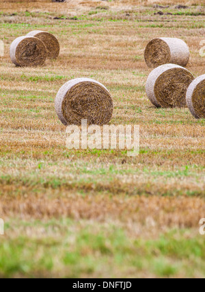 Balle di fieno sul campo dopo il raccolto Foto Stock