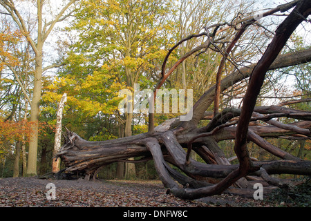Dead albero caduto su Hampstead Heath a Londra England Regno Unito Foto Stock