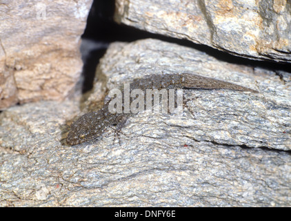 La Kotchy Gecko. Cyrtopodion kotschyi singolo adulto su roccia. La Grecia Foto Stock