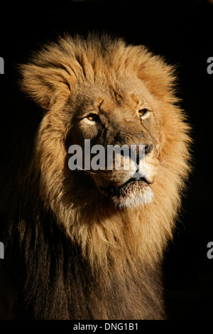 Ritratto di un grande maschio di leone africano (Panthera leo), contro uno sfondo nero, Sud Africa Foto Stock