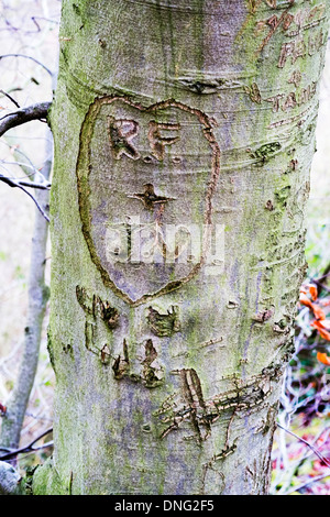 Iniziali incise in su nella corteccia di albero amore dichiarazione colline Hubbards Louth Lincolnshire UK Inghilterra Foto Stock