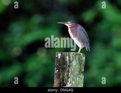 Un verde heron (Butorides virescens) posatoi su un post. La Fortuna de San Carlos, al Parco Nazionale del Vulcano Arenal, Costa Rica. Foto Stock