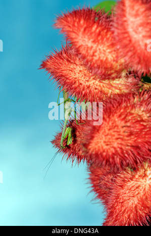Una piccola mantide religiosa sulla frutta rossa di un rossetto albero o Achiote (Bixa orellana). Tortuguero, PARCO NAZIONALE DI TORTUGUERO Foto Stock