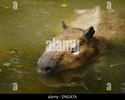 Un Capibara in acqua Foto Stock