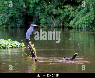 Un po' di airone cenerino (Egretta caerulea) posatoi su un log in il Fiume Tortuguero. Parco Nazionale di Tortuguero, Limon Provincia, Costa Rica. Foto Stock