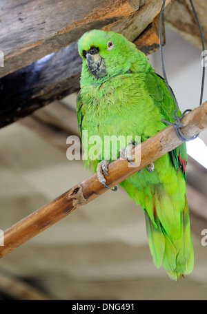 A domare farinoso Amazon Parrot (Amazona farinosa) mantenuta come un animale domestico si siede su un pesce persico in una strada cafe. Santa Elena, Costa Rica. Foto Stock