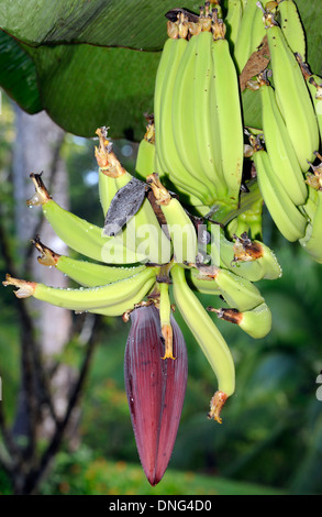 Banana Flower con frutta in vari stadi di sviluppo. Drake Bay, il Parco Nazionale di Corcovado, Golfito, Foto Stock