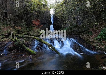 Autunno forza Catrigg cascata, villaggio Stainforth, fiume Ribble, Yorkshire Dales National Park, England, Regno Unito Foto Stock