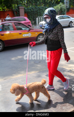 Pechino Cina, cinese, Chaoyang District, Panjiayuan, asiatico adulto, adulti, donna donna donne, cane a piedi, guinzaglio, animale domestico, barbatella, indossare maschera facciale, China130918617 Foto Stock