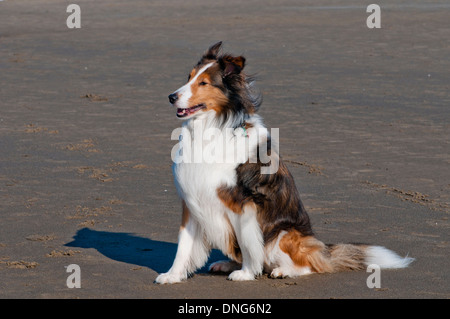 Shetland sheepdog (Sheltie) sulla spiaggia sulla costa dell'Oregon Foto Stock