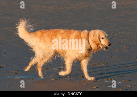 Il golden retriever in esecuzione sulla spiaggia Foto Stock