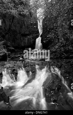 Autunno forza Catrigg cascata, villaggio Stainforth, fiume Ribble, Yorkshire Dales National Park, England, Regno Unito Foto Stock