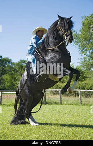 Trainer Roberto Quijandria sull allevamento LEA Conquistador peruviana paso fino a cavallo, Estancia Alegre, Alcalde, Nuovo Messico USA Foto Stock