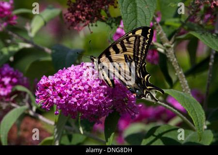 Western Tiger coda forcuta (Papilio rutulus) farfalla alimentazione su Buddleja in fiore di Nanaimo, Isola di Vancouver, BC, Canada in luglio