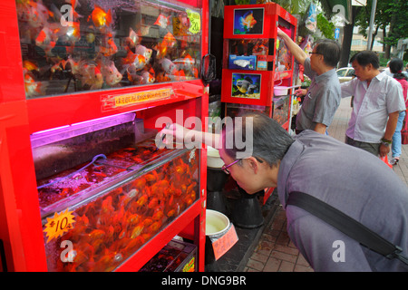 Hong Kong Cina,HK,Asia,Cinese,Orientale,Kowloon,Prince Edward,Tung Choi Street,Goldfish Market,uomo asiatico maschio,cercando,serbatoio,selezione,vendita display Foto Stock