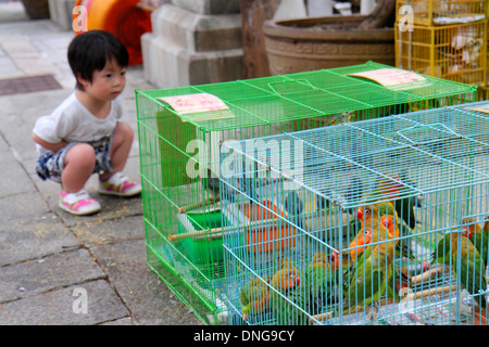 Hong Kong Cina,HK,Cinese,Kowloon,Prince Edward,Yuen po Street,Bird Garden Market,venditori,bancarelle stand mercato acquisto,espositore sal Foto Stock