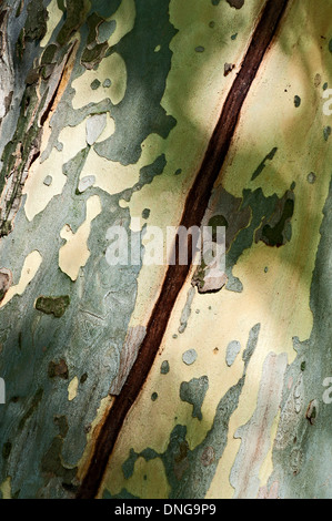 Fessurazione diagonale sul tronco di albero platan Foto Stock