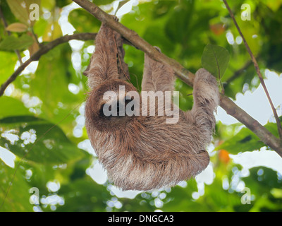 Giovani brown throated bradipo appeso a un ramo nella giungla, Bocas del Toro, Panama America Centrale Foto Stock