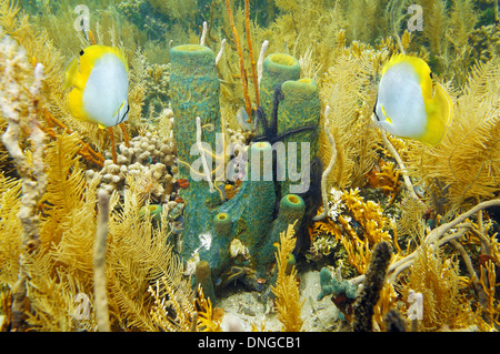 Mare subacqueo vita tubo di ramificazione di spugna in un giardino di corallo con spugna friabile e star pesci farfalla, Mar dei Caraibi Foto Stock