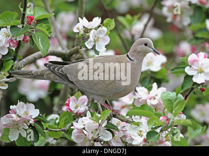 Colomba a collare (Streptopelia decaocto) adulto appollaiato in un albero di mele in piena fioritura, Washington, West Sussex, Regno Unito, maggio 2010 Foto Stock