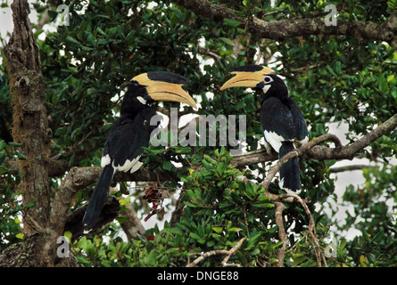 Il Malabar Pied Hornbills (Anthracoceros Coronatus) in una struttura ad albero, Yala National Park, Sri Lanka Foto Stock