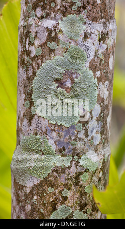 Tropical licheni crescono su corteccia di albero, Malaysia Foto Stock