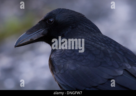 Carrion Crow (Corvus corone) Foto Stock