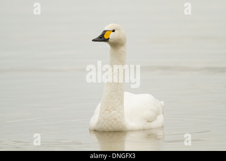 Bewick's Swan (Cygnus columbianus bewickii), Slimbridge, REGNO UNITO Foto Stock