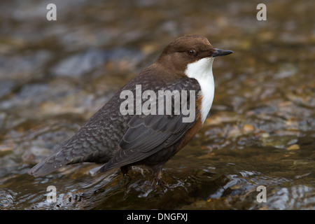 Bianco-throated bilanciere (Cinclus cinclus), Dovedale, Derbyshire Foto Stock