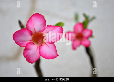 Due belle rosa rose del deserto sulla terrazza giardino Foto Stock