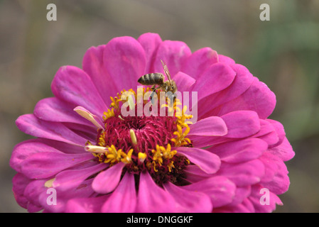 Ape su il fiore rosa di zinnia Foto Stock