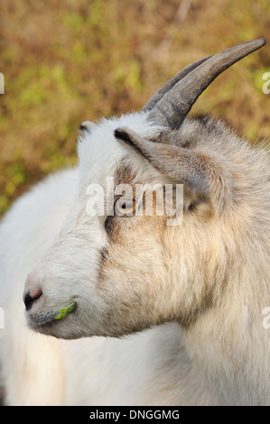 Testa di capra masticare Foto Stock